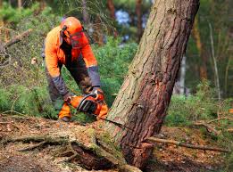 Why Choose Our Tree Removal Services in Arcola, VA?